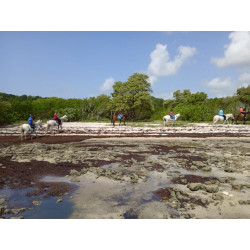 Karukera Horses