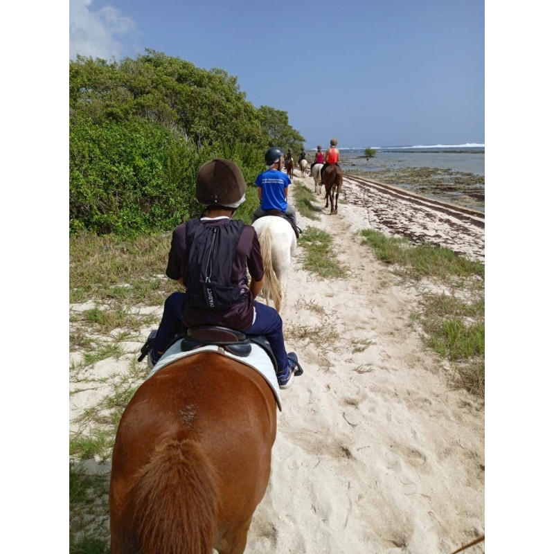 Karukera Horses