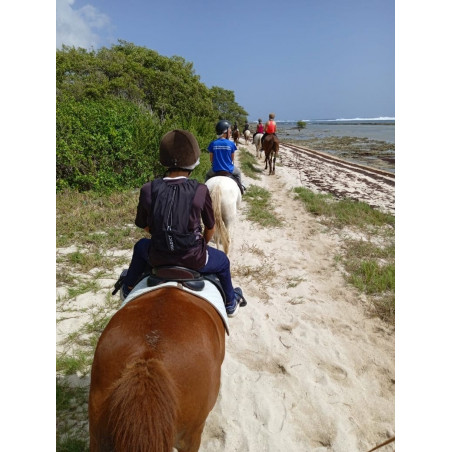 Karukera Horses