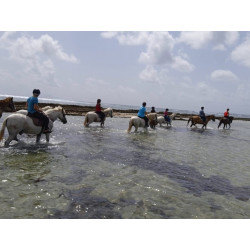 Karukera Horses