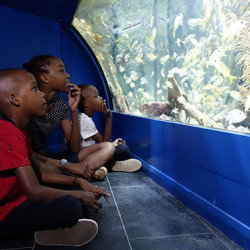 Aquarium de la Guadeloupe